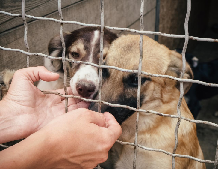 Two hands reach inside a shelter cage toward two puppies.