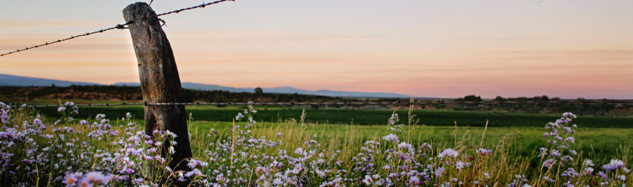 Field with fence post